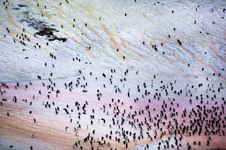 Illustration for article titled Antarctica is actually an amazingly colorful place